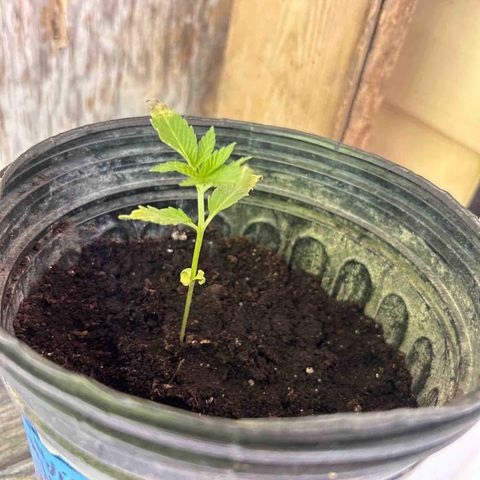 Wedding Cake (sativa) (femmelle) growlog timeline photo