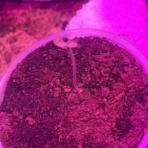 Wedding Cake (sativa) (femmelle) growlog timeline photo