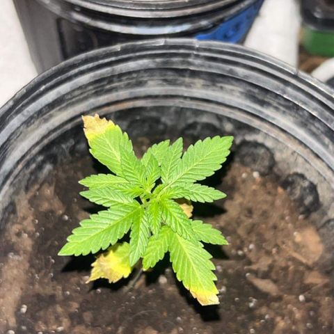 Wedding Cake (sativa) (femmelle) growlog timeline photo