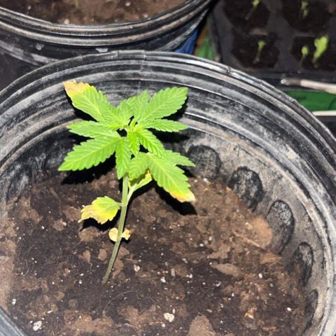 Wedding Cake (sativa) (femmelle) growlog timeline photo