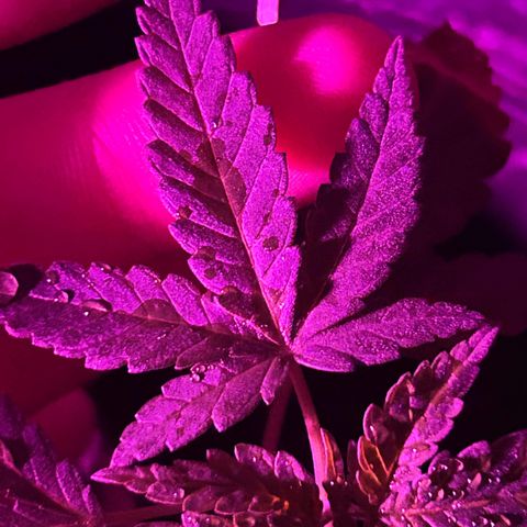 Wedding Cake (sativa) (femmelle) growlog timeline photo