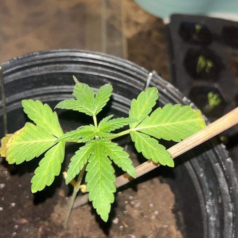 Wedding Cake (sativa) (femmelle) growlog timeline photo