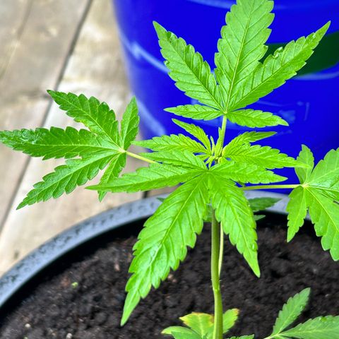 Wedding Cake (sativa) (femmelle) growlog timeline photo