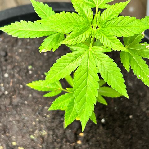Wedding Cake (sativa) (femmelle) growlog timeline photo