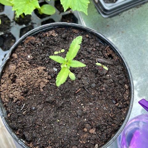 Pink Death Star(femmelle) indica growlog timeline photo