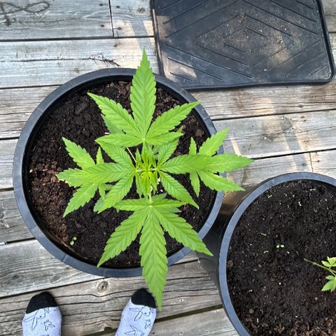 Wedding Cake (sativa) (femmelle) growlog timeline photo