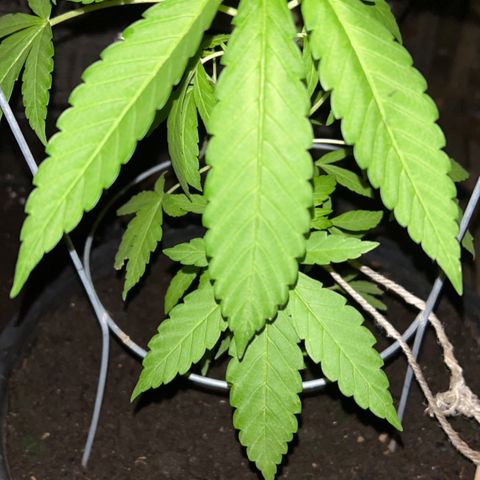 Wedding Cake (sativa) (femmelle) growlog timeline photo