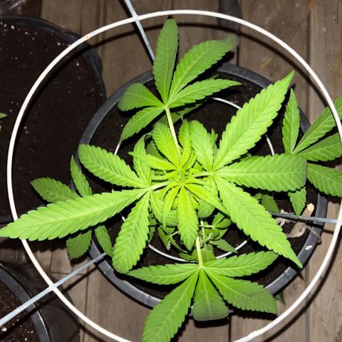 Wedding Cake (sativa) (femmelle) growlog timeline photo