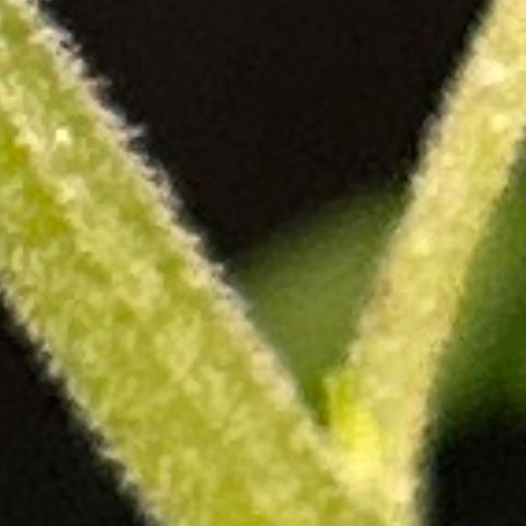 Wedding Cake (sativa) (femmelle) growlog timeline photo