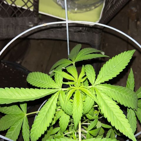 Wedding Cake (sativa) (femmelle) growlog timeline photo