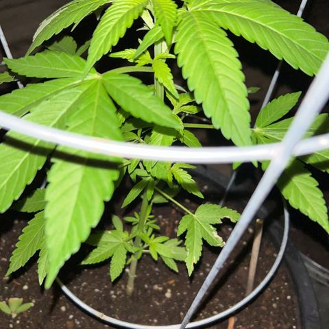 Wedding Cake (sativa) (femmelle) growlog timeline photo