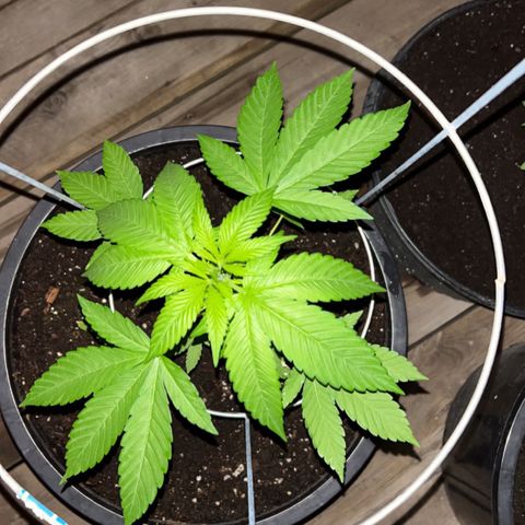 Wedding Cake (sativa) (femmelle) growlog timeline photo