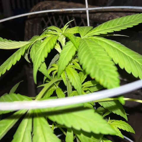 Wedding Cake (sativa) (femmelle) growlog timeline photo