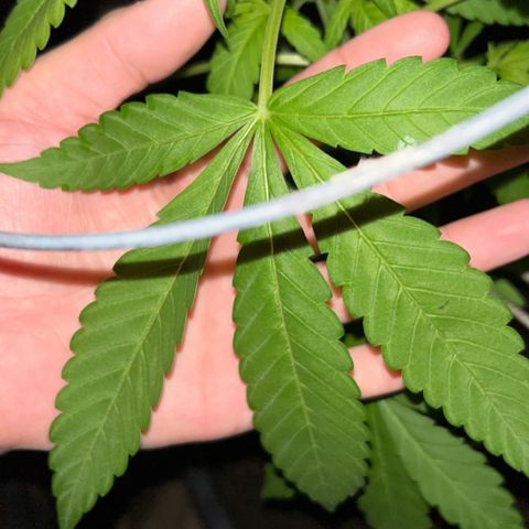 Wedding Cake (sativa) (femmelle) growlog timeline photo
