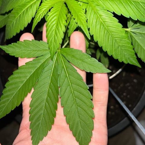 Wedding Cake (sativa) (femmelle) growlog timeline photo