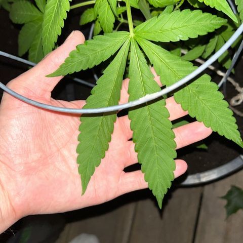 Wedding Cake (sativa) (femmelle) growlog timeline photo
