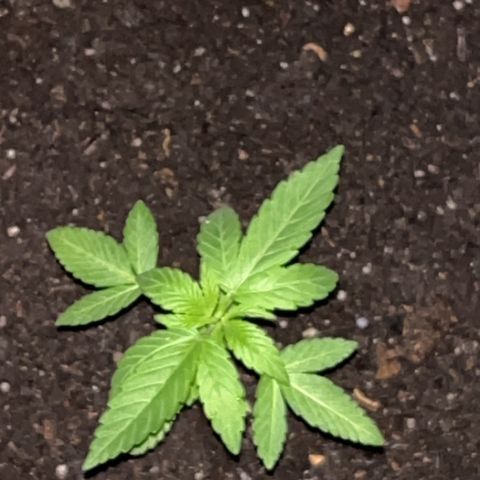 Pink Death Star(femmelle) indica growlog timeline photo