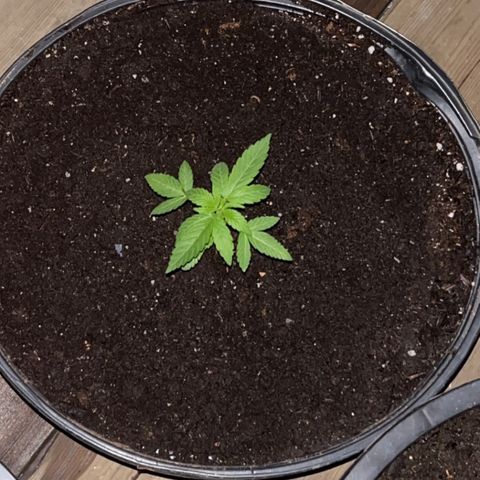 Pink Death Star(femmelle) indica growlog timeline photo