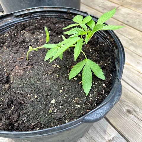 Pink Death Star(femmelle) indica growlog timeline photo