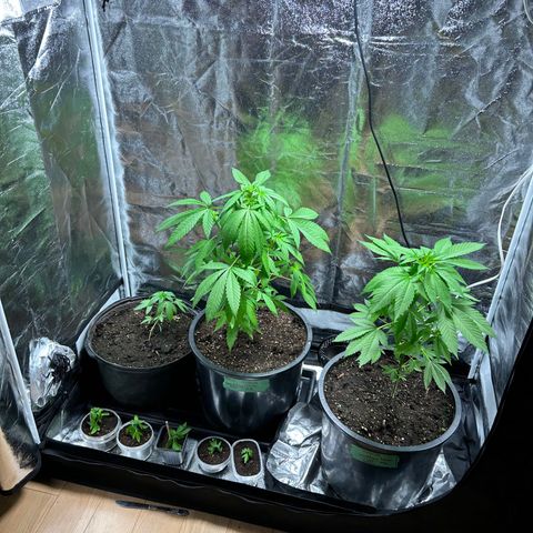 Wedding Cake (sativa) (femmelle) growlog timeline photo