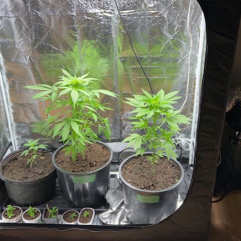 Wedding Cake (sativa) (femmelle) growlog timeline photo