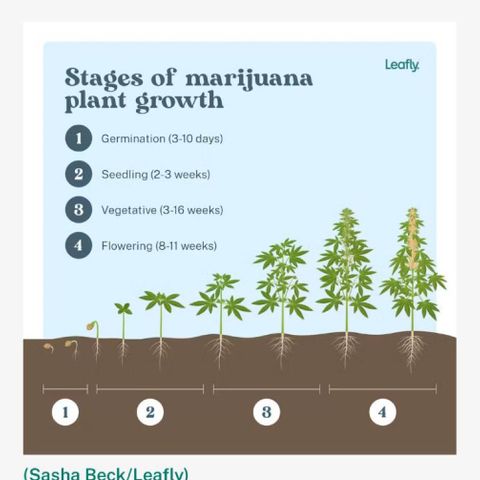 Wedding Cake (sativa) (femmelle) growlog photo: 10 jour restant pour la végétation 