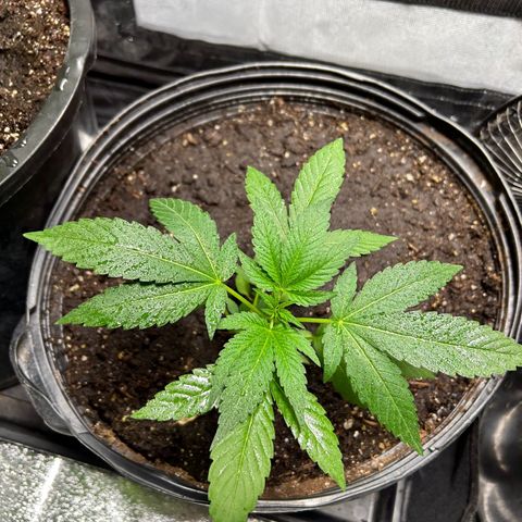 Pink Death Star(femmelle) indica growlog timeline photo