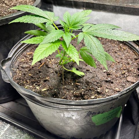 Pink Death Star(femmelle) indica growlog timeline photo