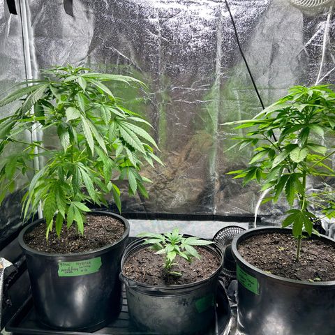 Wedding Cake (sativa) (femmelle) growlog timeline photo