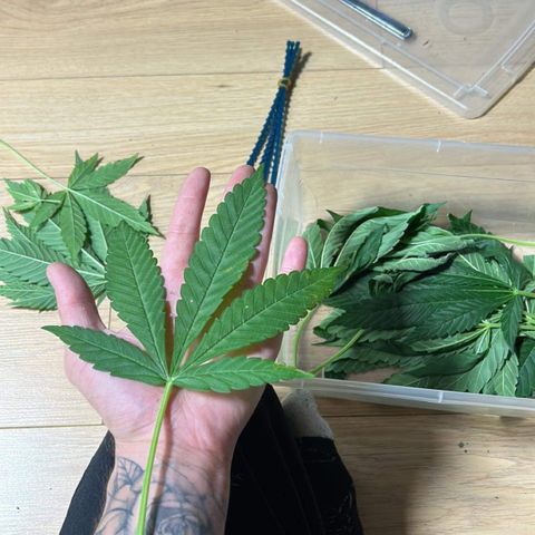 Wedding Cake (sativa) (femmelle) growlog timeline photo