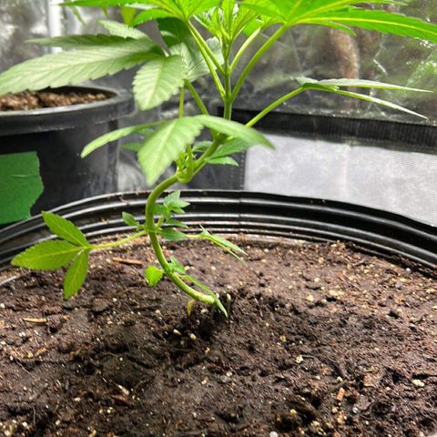 Pink Death Star(femmelle) indica growlog timeline photo