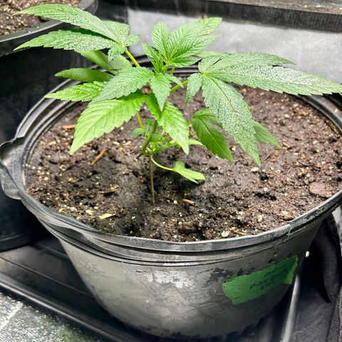 Pink Death Star(femmelle) indica growlog timeline photo