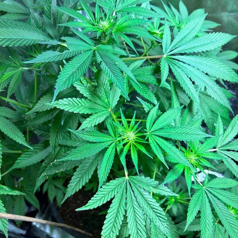 Wedding Cake (sativa) (femmelle) growlog timeline photo