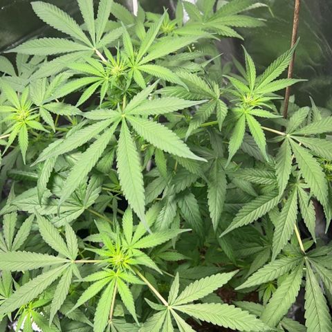 Wedding Cake (sativa) (femmelle) growlog timeline photo