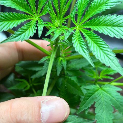 Pink Death Star(femmelle) indica growlog timeline photo