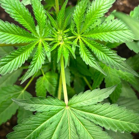 Pink Death Star(femmelle) indica growlog timeline photo