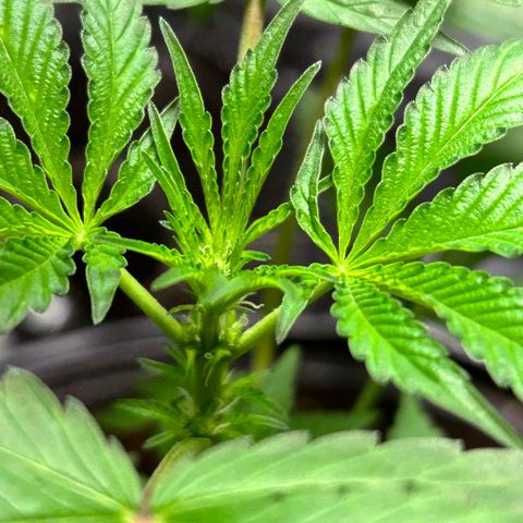 Pink Death Star(femmelle) indica growlog timeline photo