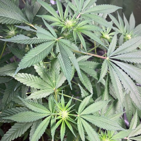 Wedding Cake (sativa) (femmelle) growlog timeline photo
