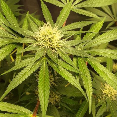 Pink Death Star(femmelle) indica growlog timeline photo