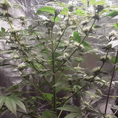 Wedding Cake (sativa) (femmelle) growlog timeline photo