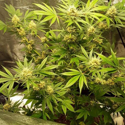 Wedding Cake (sativa) (femmelle) growlog timeline photo