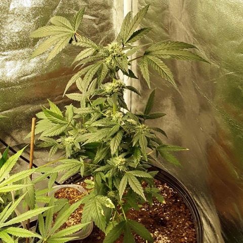 Pink Death Star(femmelle) indica growlog timeline photo