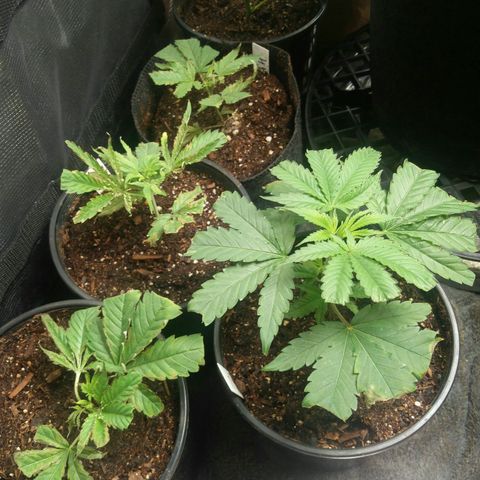 Amnesia Haze clones growlog timeline photo