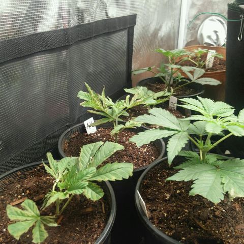 Amnesia Haze clones growlog timeline photo