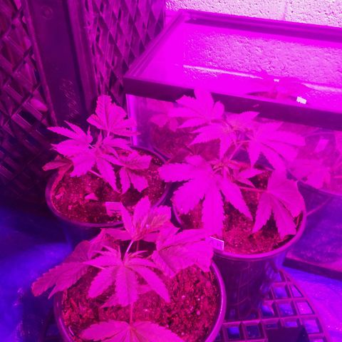 Amnesia Haze clones growlog timeline photo