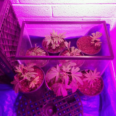 Amnesia Haze clones growlog timeline photo