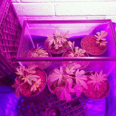 Amnesia Haze clones growlog timeline photo