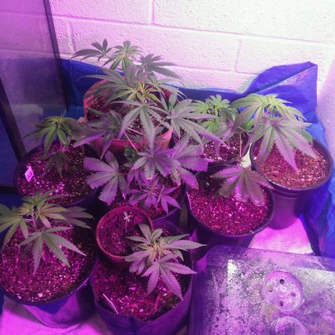 Amnesia Haze clones growlog timeline photo