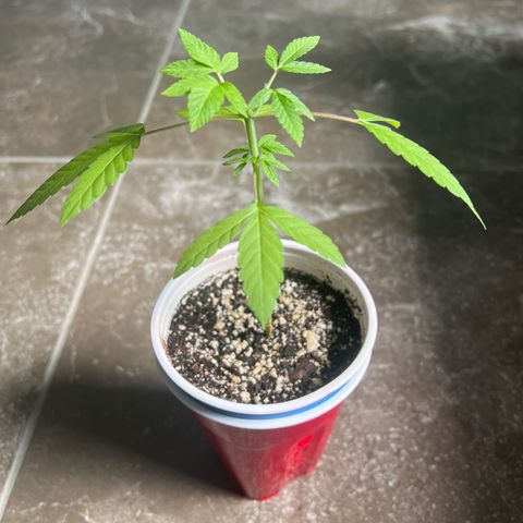 ILGM Banana Kush & Clone (Fem) growlog timeline photo