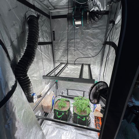 ILGM Banana Kush & Clone (Fem) growlog timeline photo